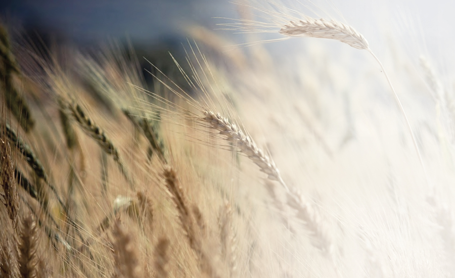 What Makes Stablish Unique?