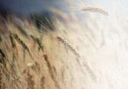 What Makes Stablish Unique?